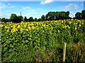 H5362 : Sunflowers, Curr by Kenneth  Allen