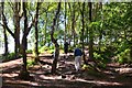 On the Sandstone Trail, Bickerton Hill