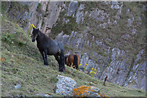 SX9049 : South Hams : Ponies by Lewis Clarke