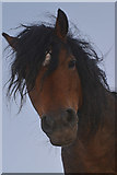 SX9049 : South Hams : Pony by Lewis Clarke