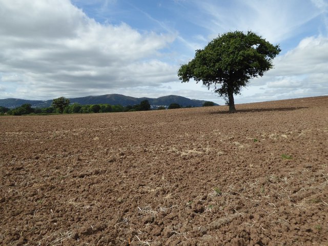 Tree in a ploughed field