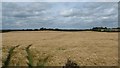 J0004 : Crop land on the north side of the R171 by Eric Jones