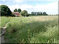 Rough grass meadow near Riccall