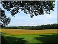 Cart House Field/Rainbow Field/Brook Field