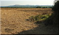 Harvested field near Rosewarrick