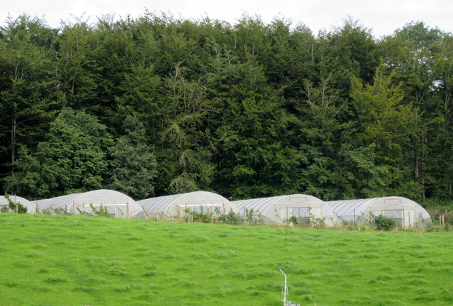 Greenhouses north of Low Sizergh Barn
