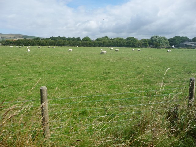 Sheep grazing at Ballaqueeney