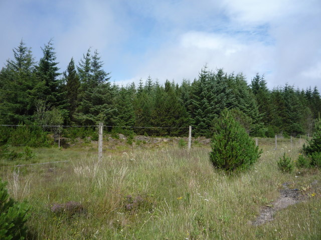 Woodland beside the A9