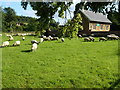 Sheep grazing by the village school in Knipton