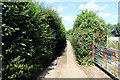 Narrow Lane heading North West towards Chegworth