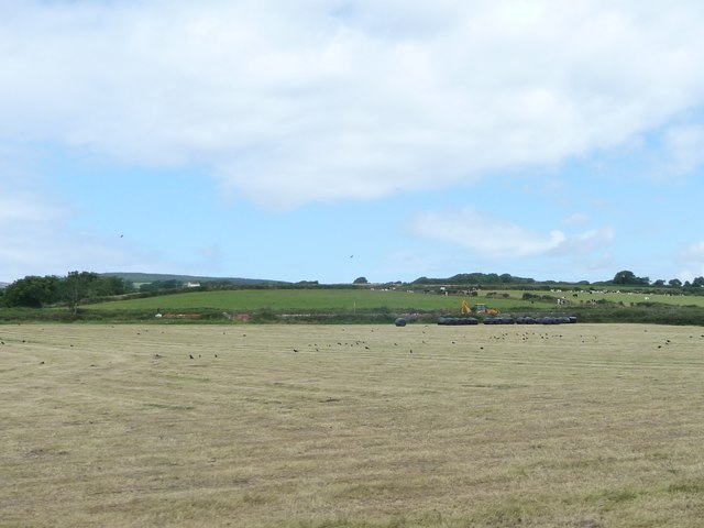 Birds in a newly mown field, west of Ballabeg