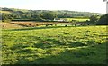 Cattle by Woods Cross