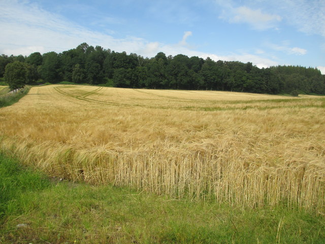 Barley field near Coulmony