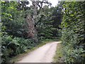 Footpath on edge of Epsom Common