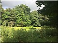 Pond at Betley Court Farm