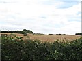 H9600 : Fields of grain crops in a drumlin landscape by Eric Jones