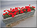 Geraniums outside Chipperfield Garden Centre