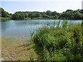 Shoulder of Mutton Pond, Wanstead Park