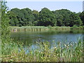 Shoulder of Mutton Pond, Wanstead Park