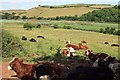 SX8158 : View to the Dart with cattle by Derek Harper