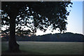 Mid Devon : Grassy Field & Tree