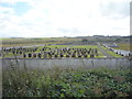 Thurso Cemetery