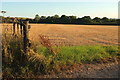 Harvested field, Denbow Farm