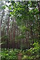 Path Through a Pinewood