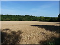 Ripe wheat east of Glazeley