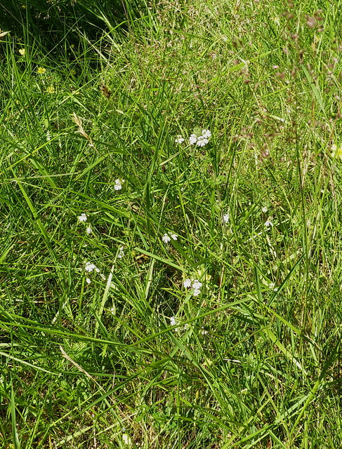 Eyebright in a meadow by the river