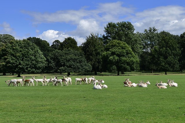 Houghton Hall: The Deer Park © Michael Garlick :: Geograph Britain and ...