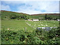 Grazing, Crackaig Crofts