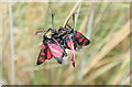 SH7578 : Six-spot Burnet Moths by Jeff Buck