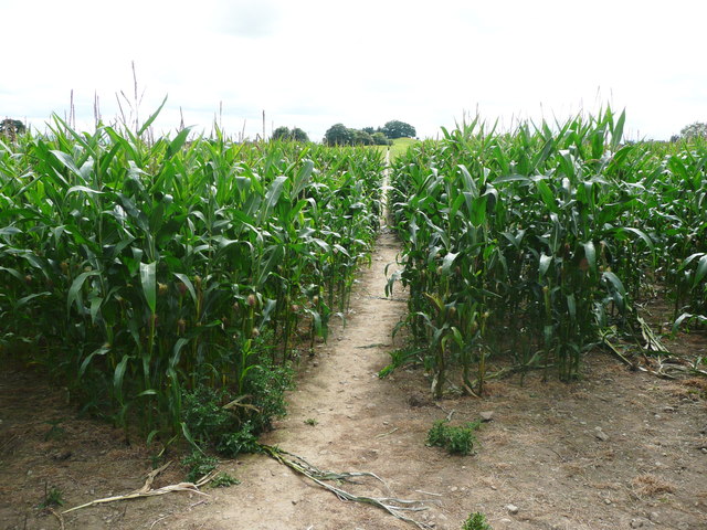 Wat's Way through maize, Oswestry