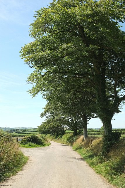 Laneside trees, Crooked Moor