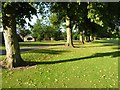 Trees in the park at The Crichton