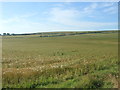 ND1163 : Crop field, Buckies by JThomas