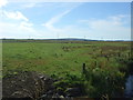 Grazing near the Burn of Halkirk