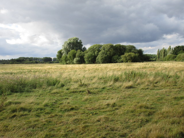 Grassland and trees