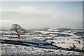 The Lone Tree, The Roaches