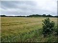 SC2970 : Barley field, north-east of Ballaquaggan Farm by Christine Johnstone