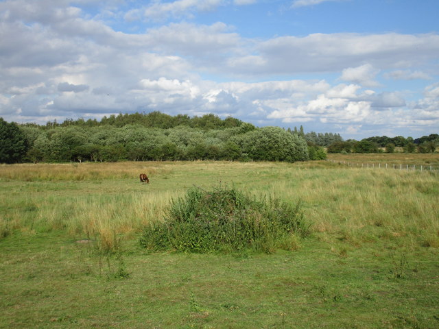 Horse grazing near Ranskill © Jonathan Thacker :: Geograph Britain and ...