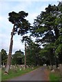 London Road Cemetery (II)