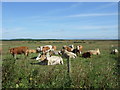 Cattle, North Watten