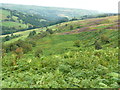 View of the hillside above Brinks