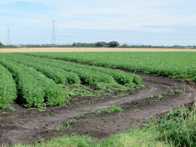 Carrot field off Finney Lane
