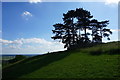 Stand of trees on Wotton Hill