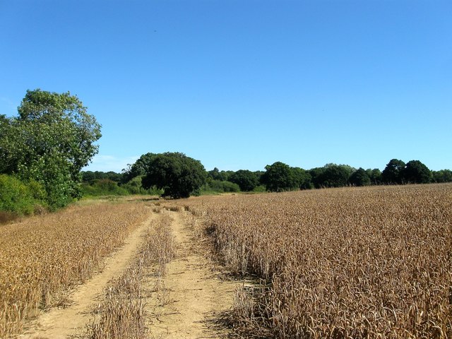 Old Furze Field