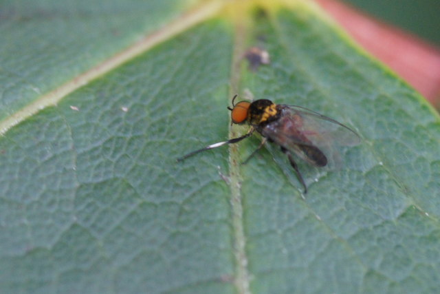 Blackfly (Simulium sp.), Baltasound