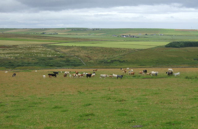 Cattle grazing, Braes of Brimside